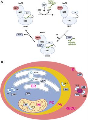 HSP70 and their co-chaperones in the human malaria parasite P. falciparum and their potential as drug targets